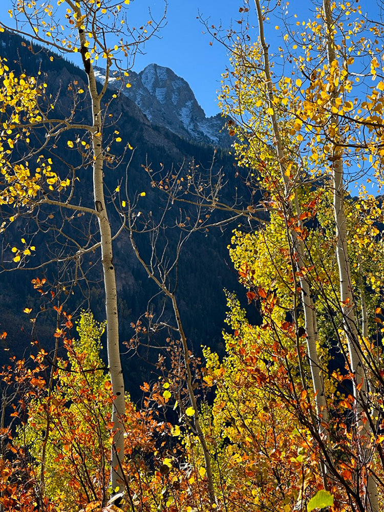 colorful golden aspen trees in front of a mountain vista