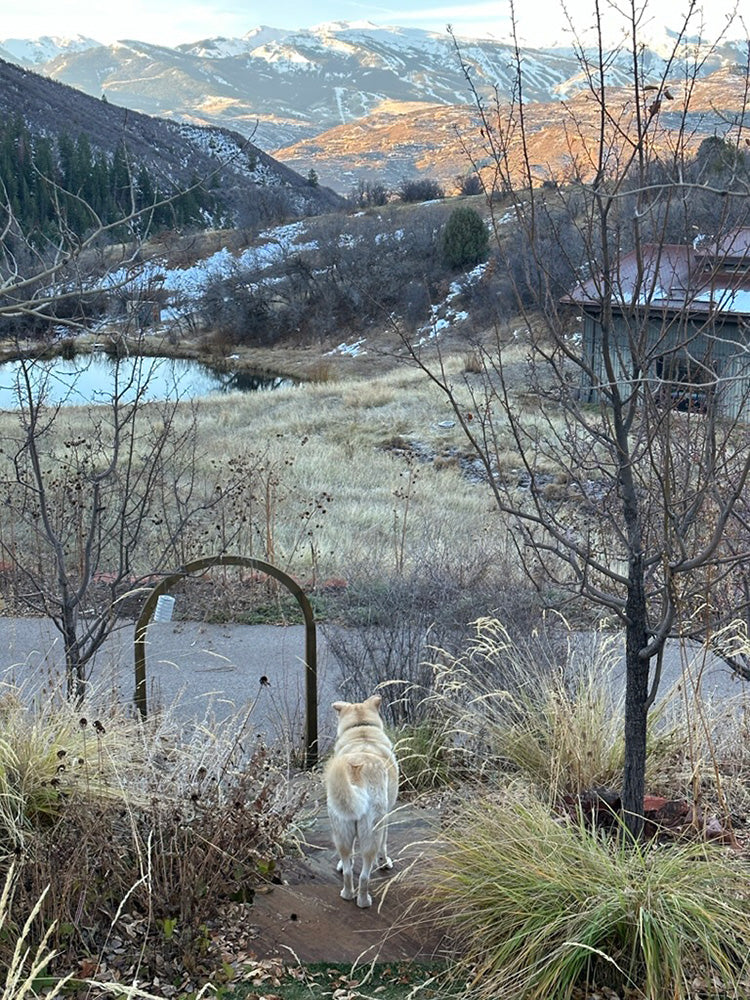 white dog facing a mountain range