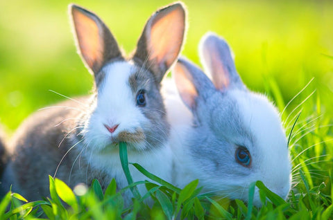 Zwei Kaninchen sitzen im Gras