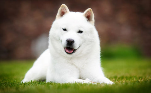 Weißer Hund auf Wiese