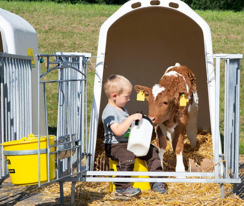 Kalb im Kälberiglu mit Kind