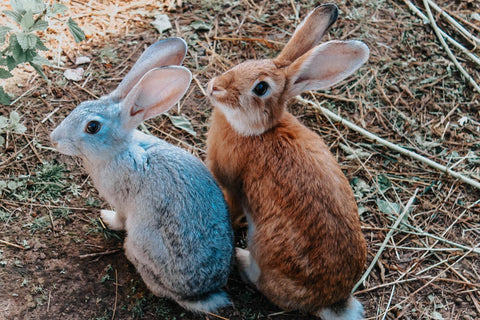 Zwei Kaninchen