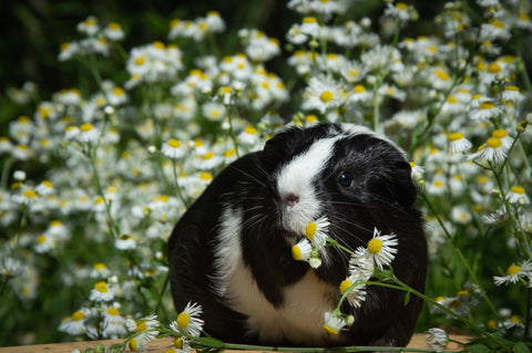 Meerschweinchen in Blumenwiese