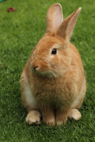 Kaninchen auf Rasen