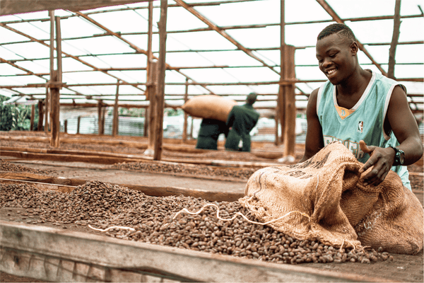 kessho uganda cacao beans man2 晒豆