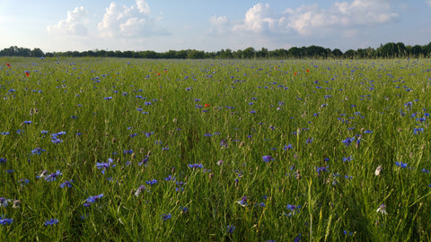 flax-field