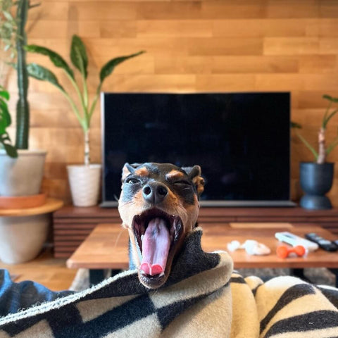 犬があくびをする時、声を出す理由は？