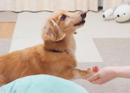 犬が爪切りを嫌がらなくなるコツ