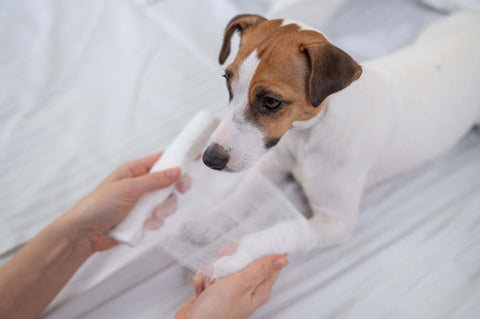 犬の爪切り中に血が出た場合の対処法