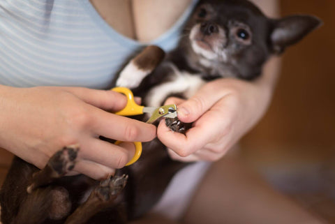 ハサミタイプの爪切りで爪を切られている犬