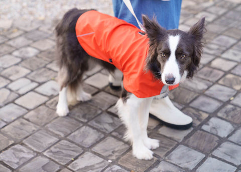 定番人気の犬の名前