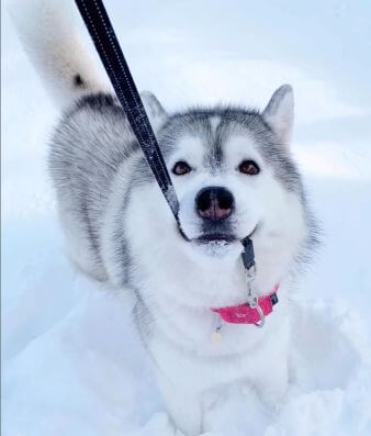 原産国が寒冷地域の犬