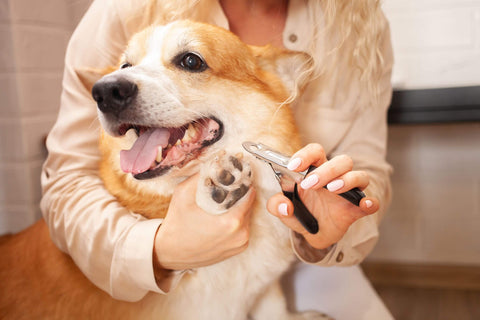 犬の爪切りの上手なやり方