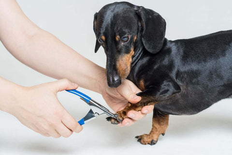 ギロチンタイプの爪切りで爪切りをされている犬