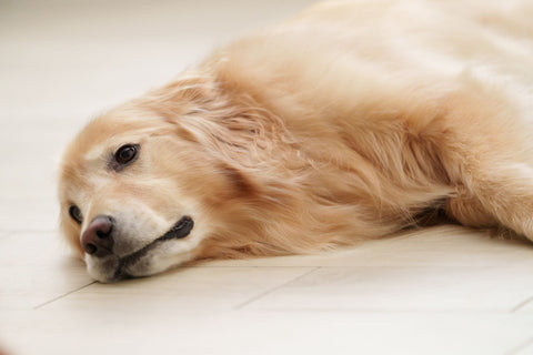 愛犬からのSOS！暑い時や寒い時に出すサインをチェック