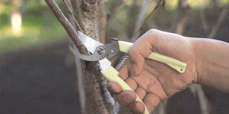 manual pruning shears cut branch