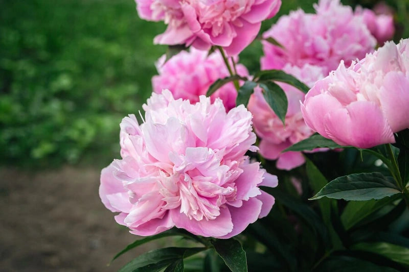 peony