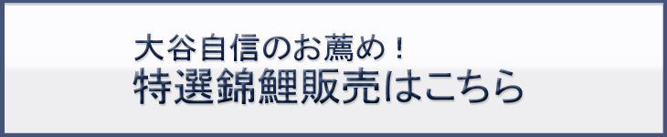 特選錦鯉販売はこちら