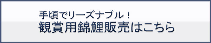 観賞用錦鯉販売はこちら