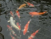 生玉神社の池