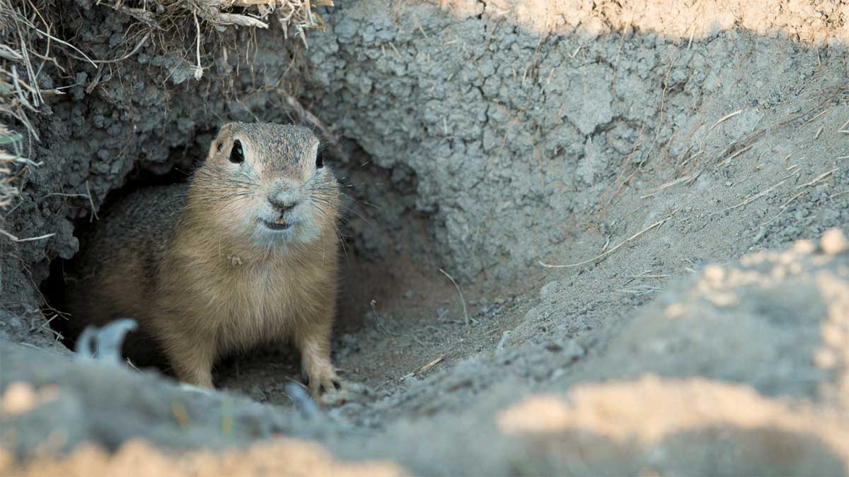 getting rid of moles and gophers