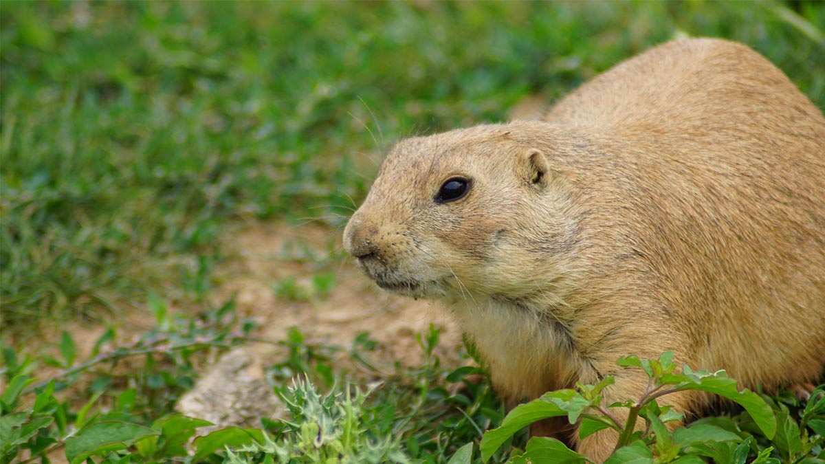 Gophers