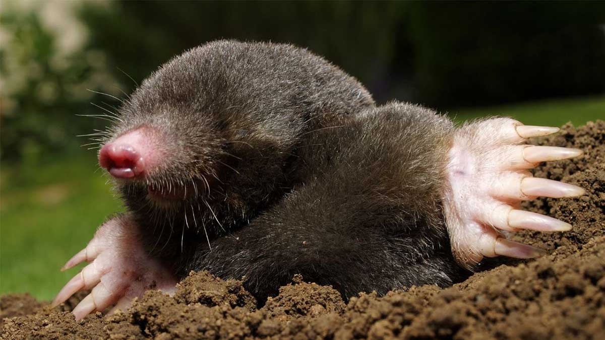 Moles