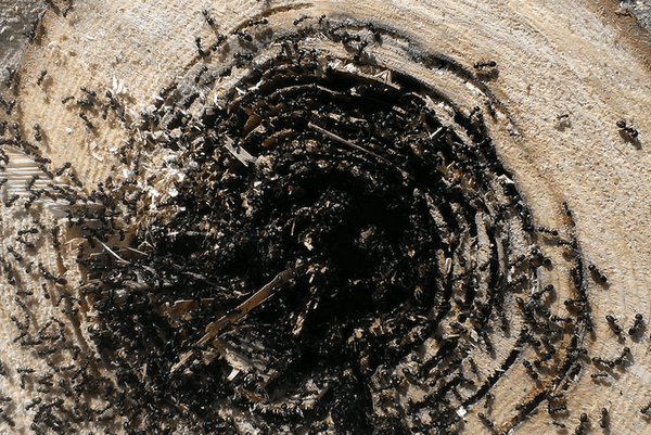 Carpenter ants damage