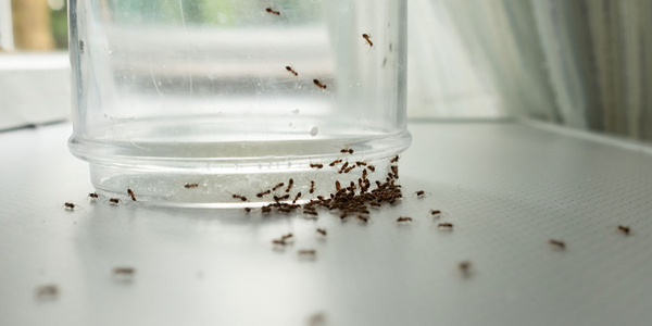 Fourmis dans la cuisine