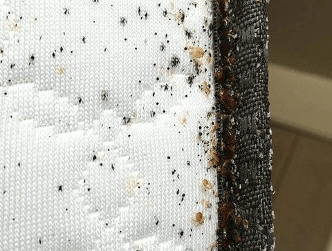 Black spots bedbugs