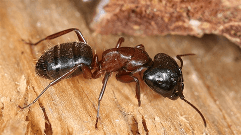 Carpenter ants identification