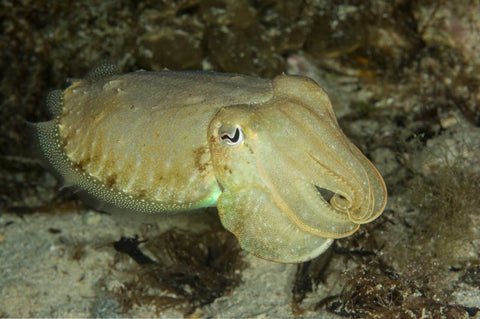 The common cuttlefish