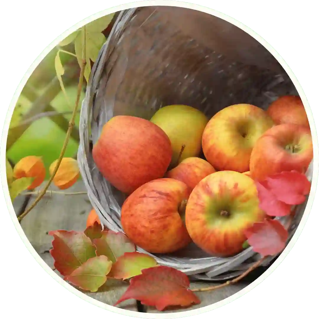 Apples & Spice - Best  Reed Diffuser - Urban Naturals