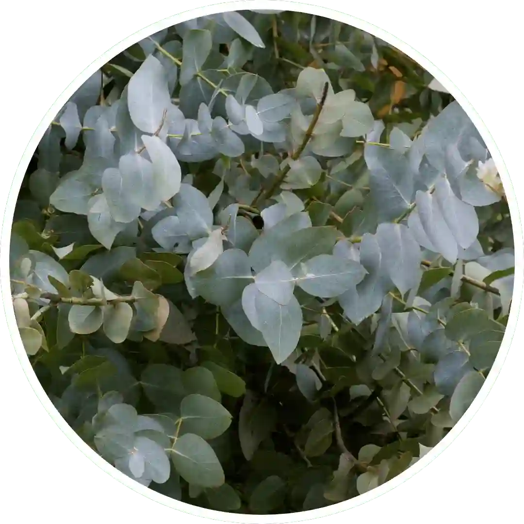 Eucalyptus Sage - Best  Reed Diffuser - Urban Naturals