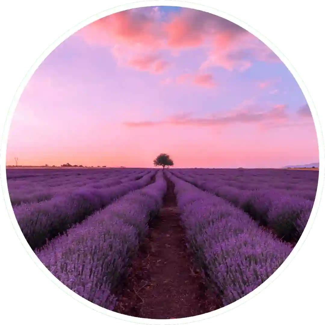 Lavender Fields - Best  Reed Diffuser - Urban Naturals