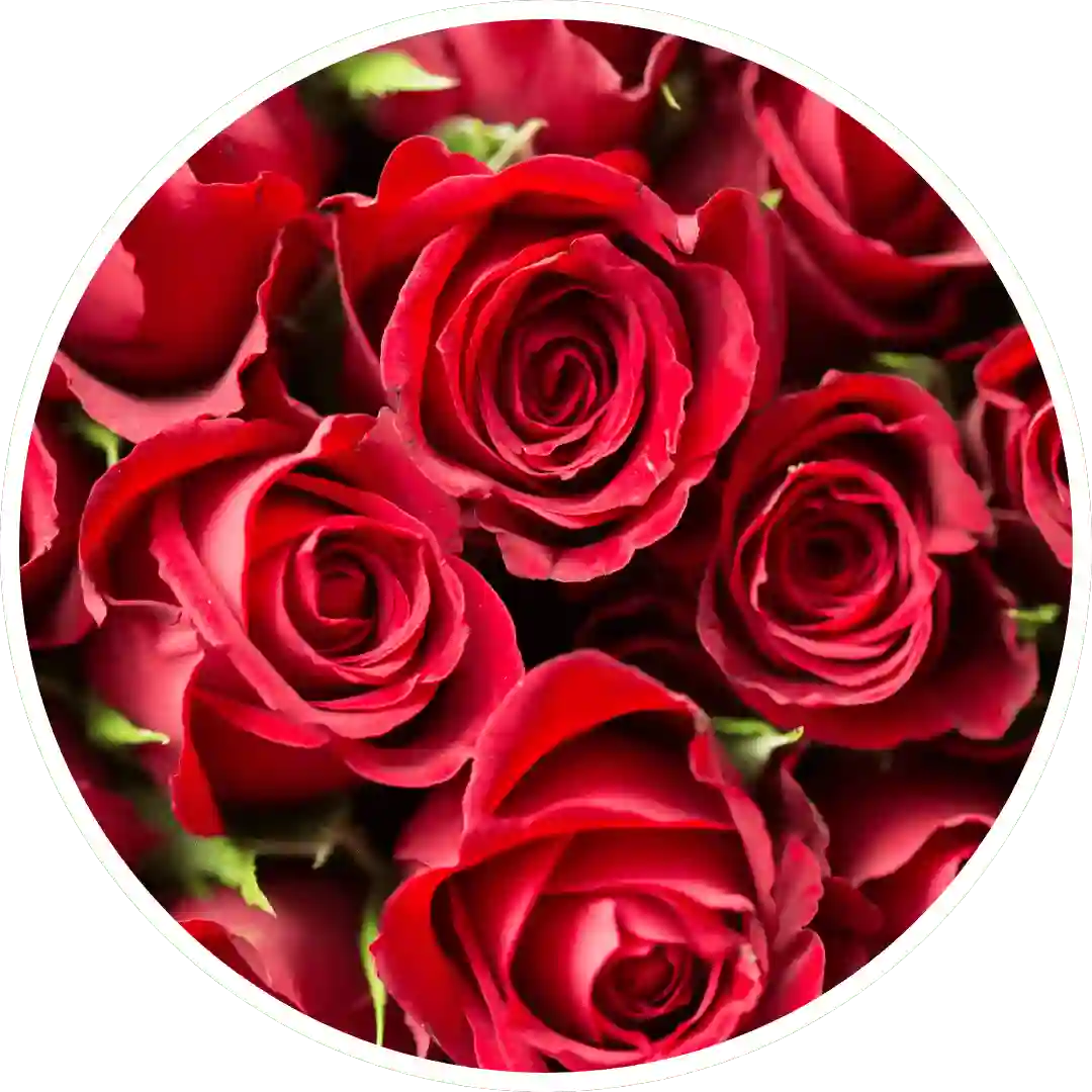 Red Roses - Best  Reed Diffuser - Urban Naturals
