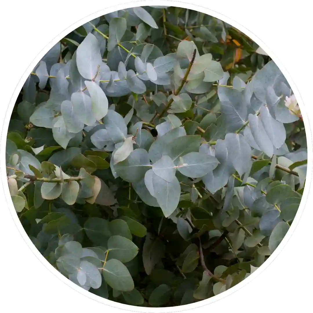 Winter Eucalyptus - Best  Reed Diffuser - Urban Naturals