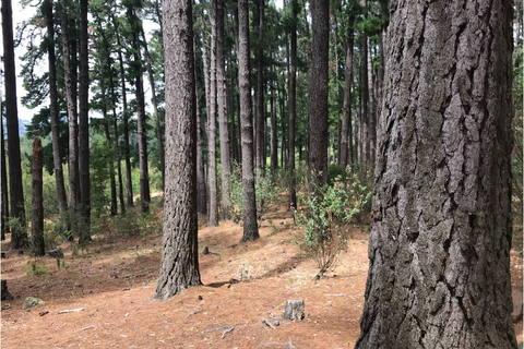 hiking trails in Cape Town