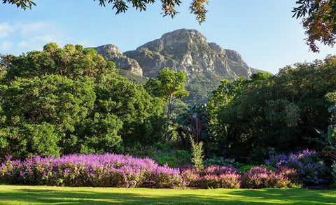 Top 10 things to do in Cape Town Kirstenbosch Botanical Gardens