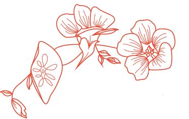 Nasturtium flower line art illustration