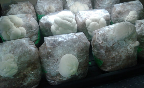 cultivated lion's mane mushrooms