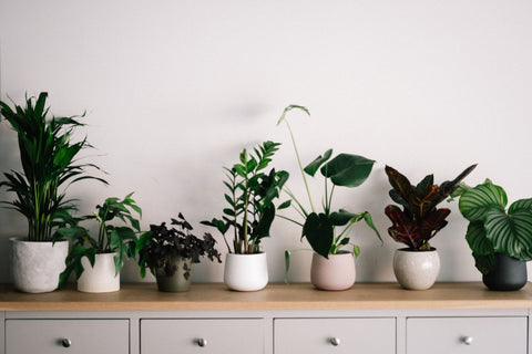 A row of green, leafy houseplants in white pots, arranged on top of a wooden shelf.