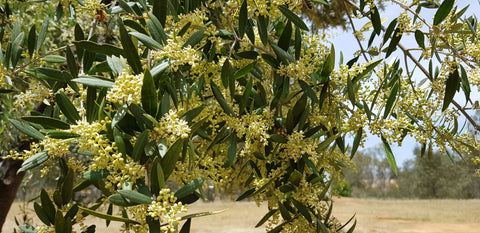 Bud burst at the grove