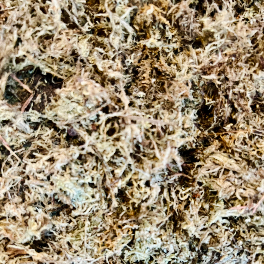 Sphagnum Moss Pole Wraps – PlantyTown