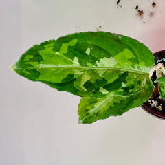 pictum tricolor leaf detail