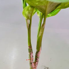 propagación del pictum tricolor