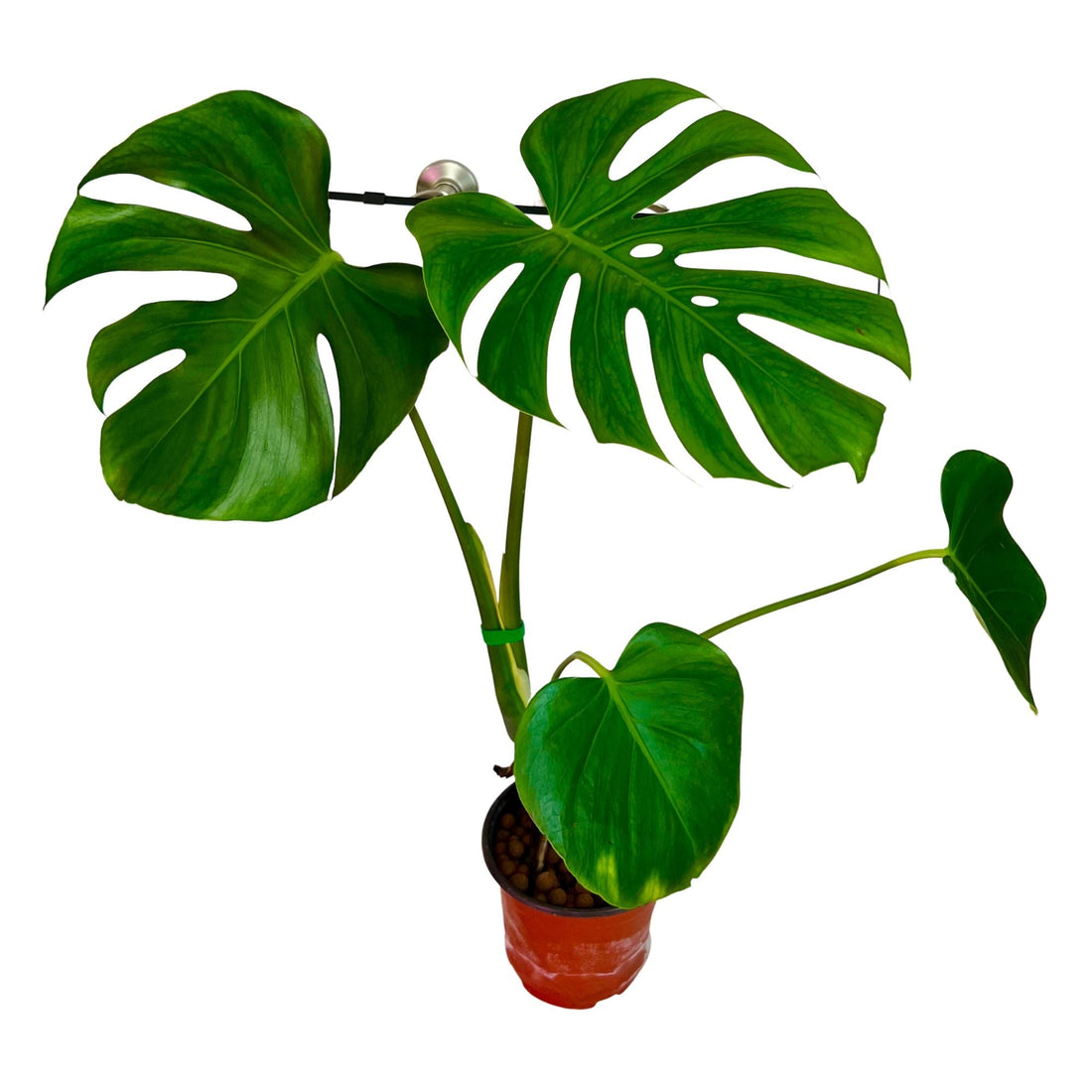 Monstera Dilacerata  Monstera Burle Marx Flame Care Guide