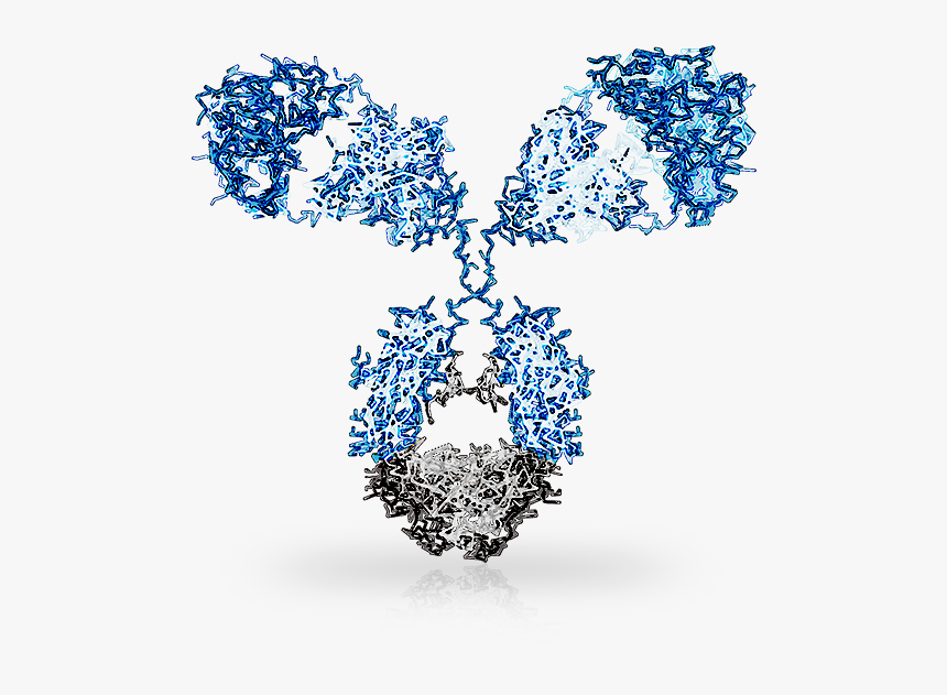 EREG Antibody