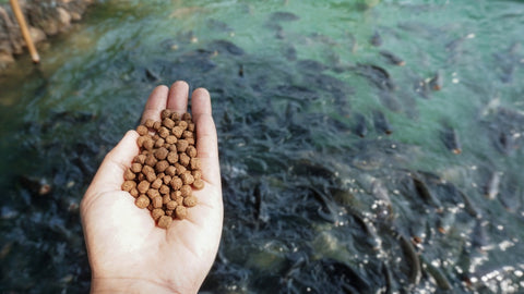 Pellets feed the fish on hand