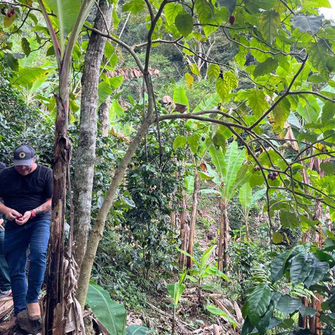 Coffee farm on steep slopes with fruit trees for shade